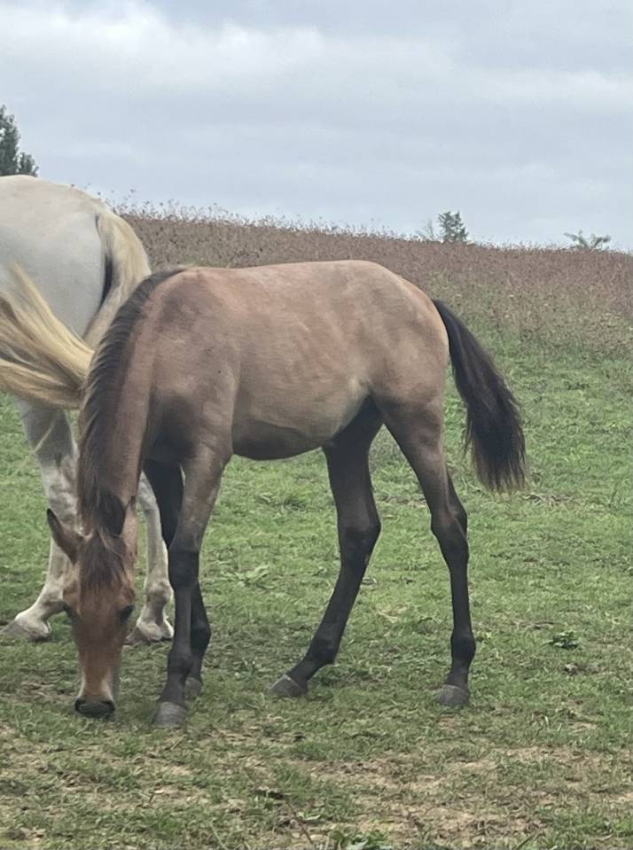 Filly PRE Pure Spanish Bred For sale 2025 Grey