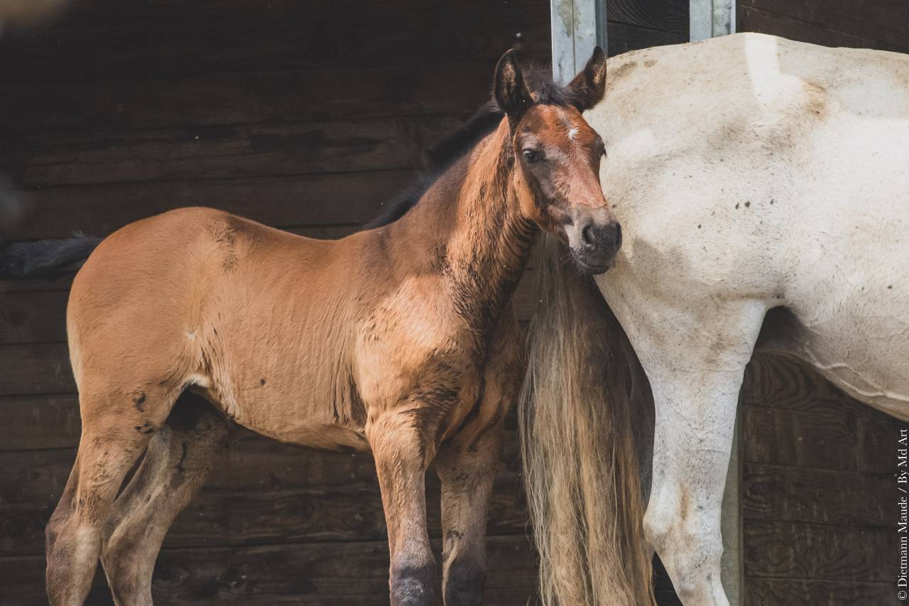 Filly PRE Pure Spanish Bred For sale 2025 Grey