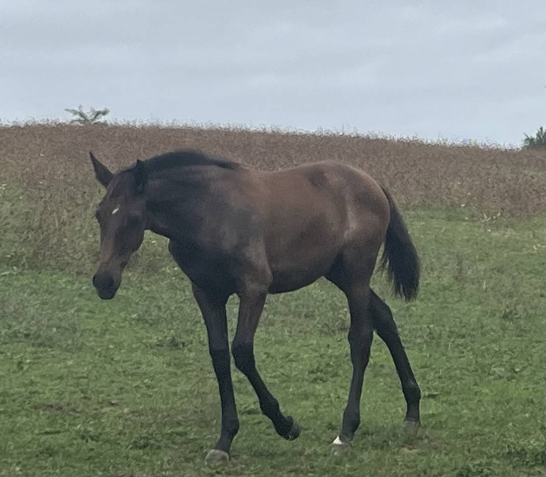 Filly PRE Pure Spanish Bred For sale 2025 Grey