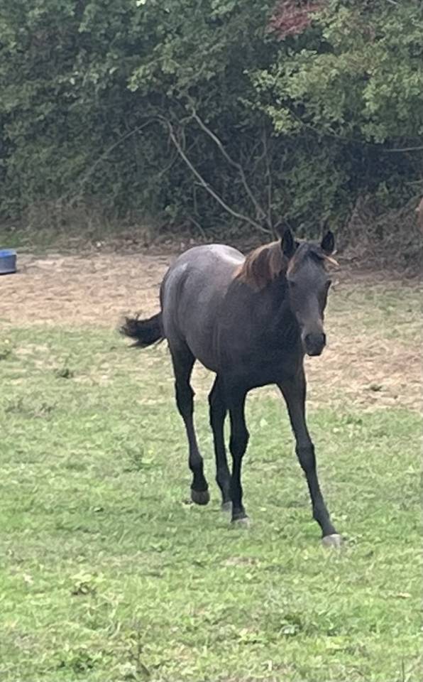 Filly PRE Pure Spanish Bred For sale 2025 Grey