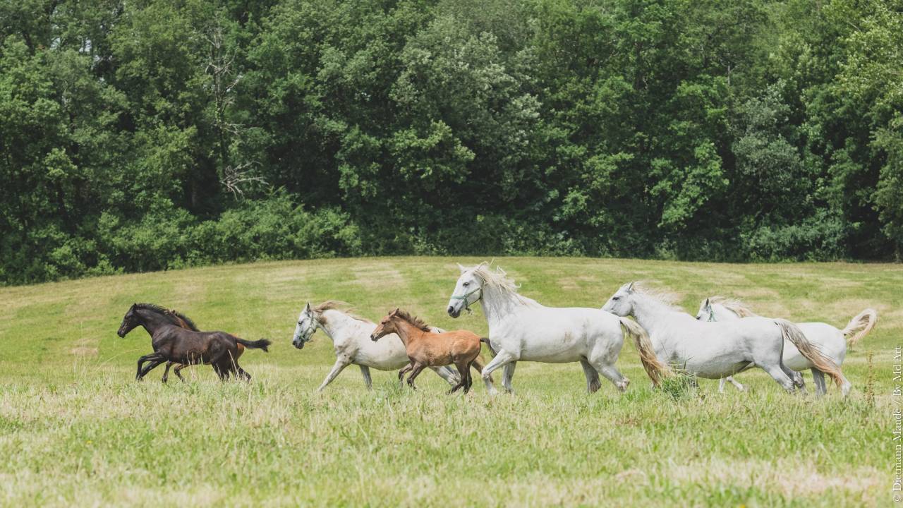 Filly PRE Pure Spanish Bred For sale 2025 Grey