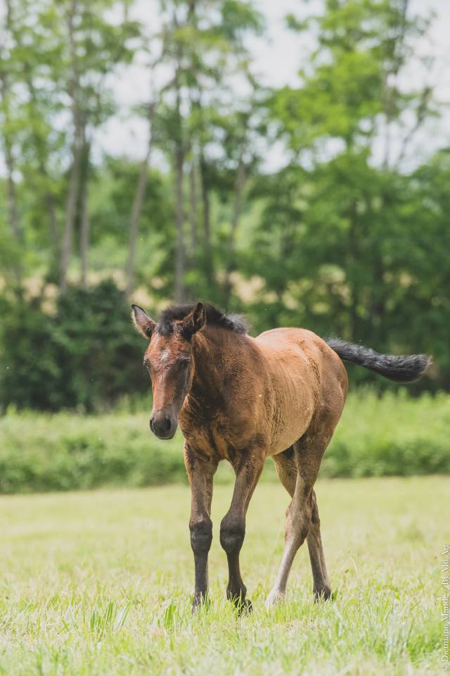 Filly PRE Pure Spanish Bred For sale 2025 Grey