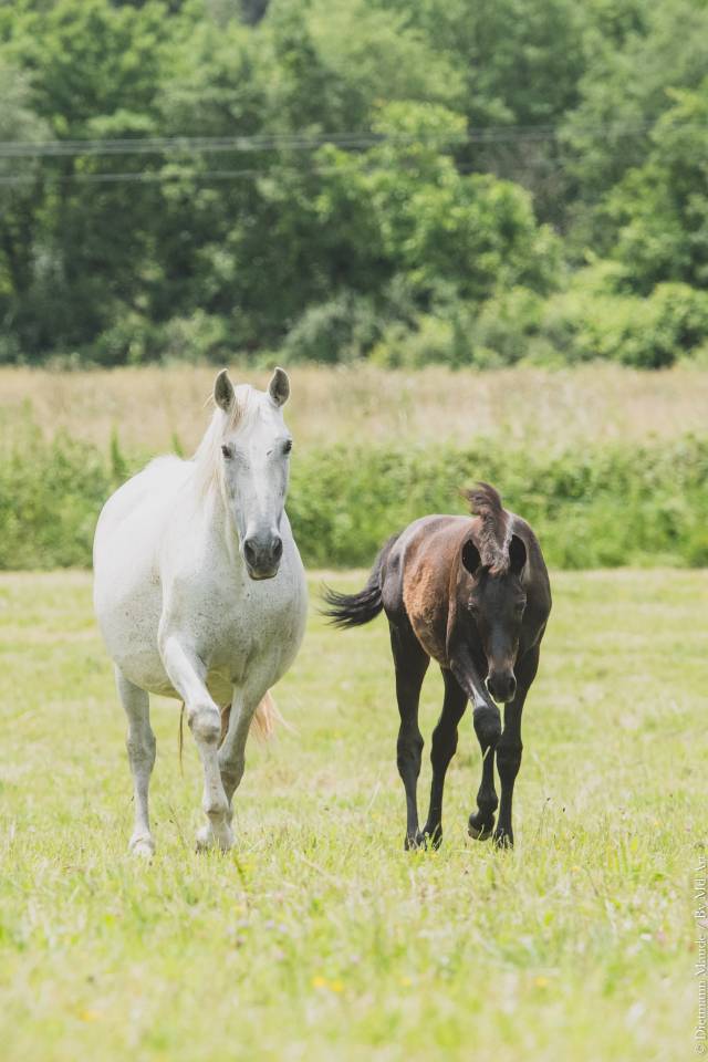 Filly PRE Pure Spanish Bred For sale 2025 Grey