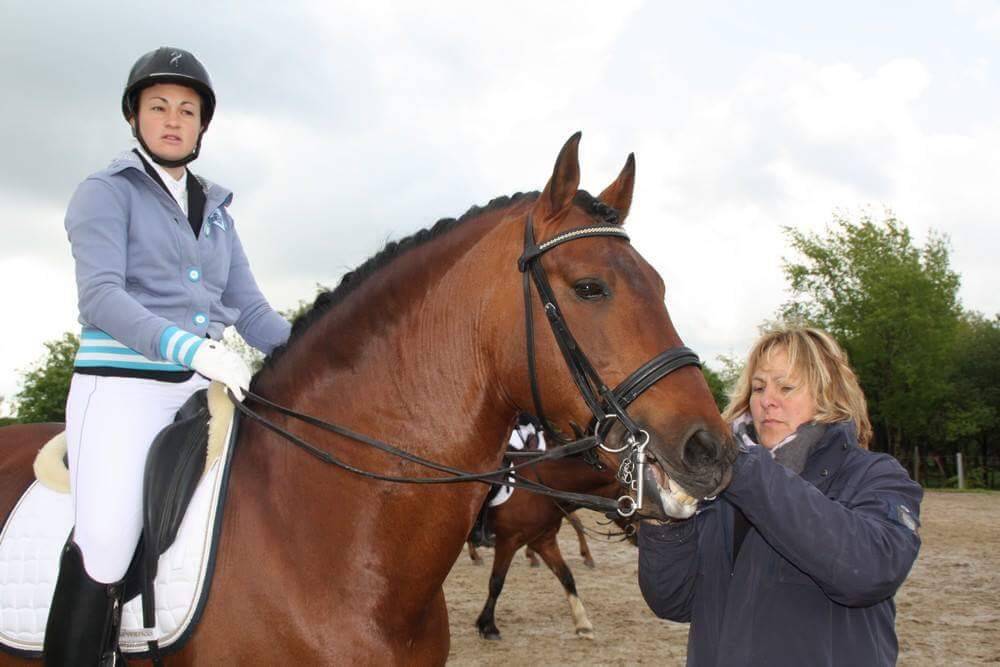 Filly PRE Pure Spanish Bred For sale 2025 Grey