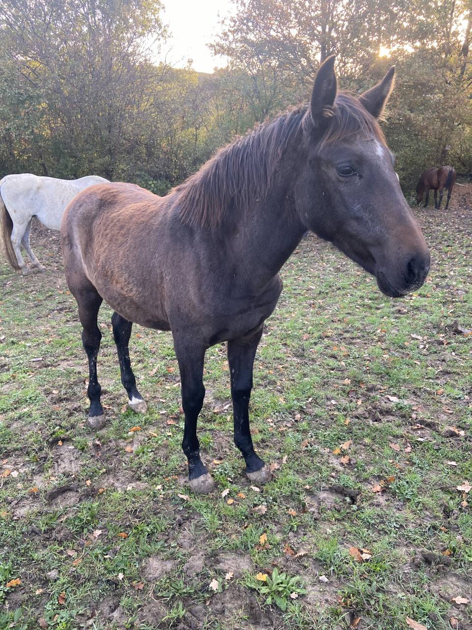 Filly PRE Pure Spanish Bred For sale 2025 Grey
