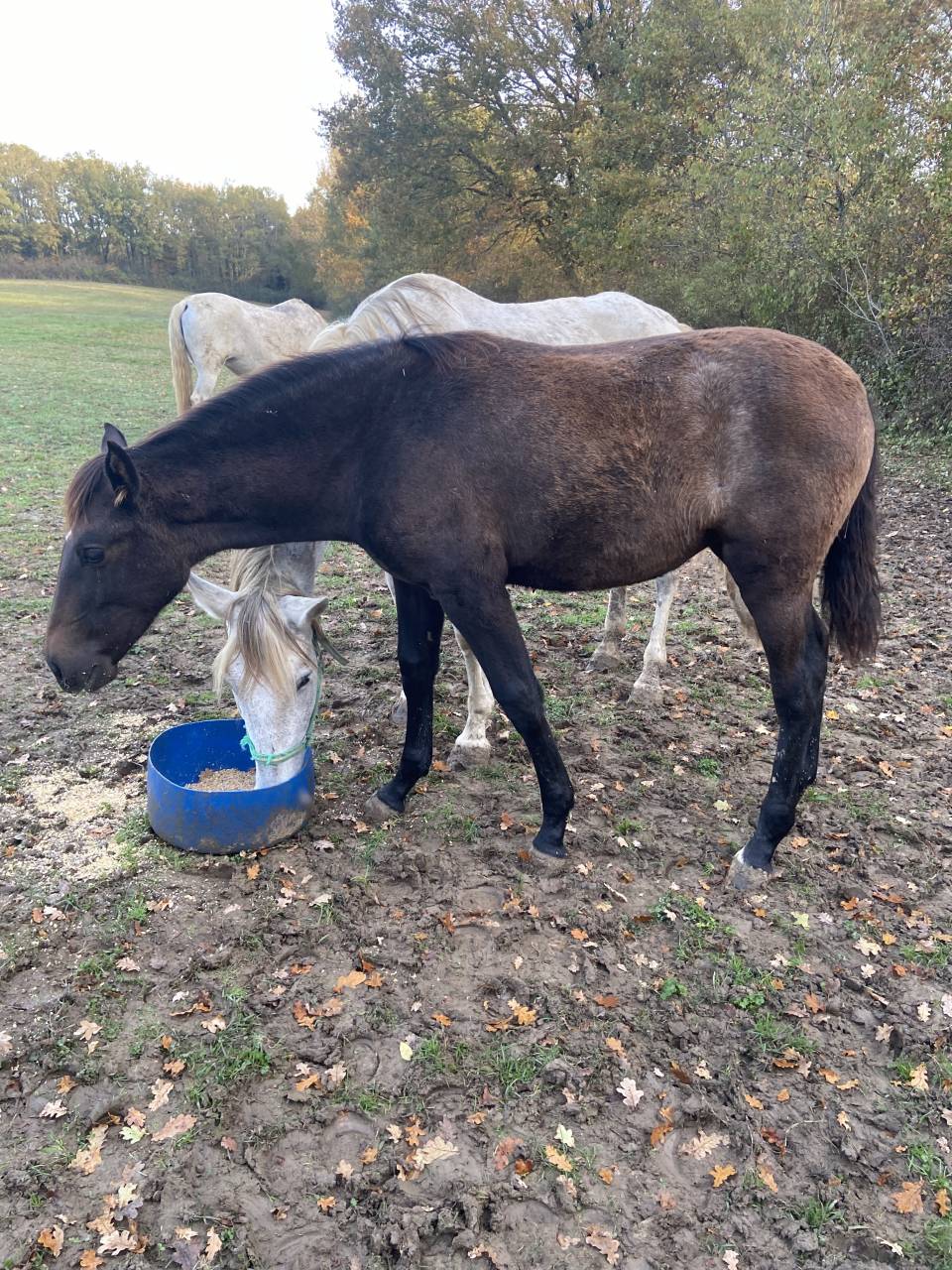 Filly PRE Pure Spanish Bred For sale 2025 Grey
