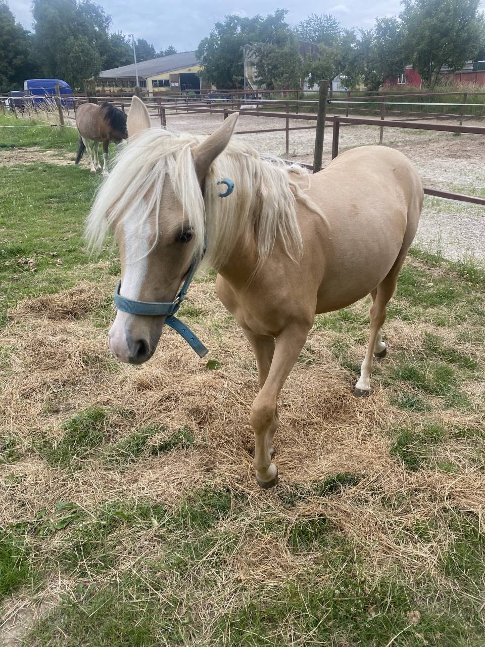 Filly Welsh Pony (Section B) For sale 2024 Palomino