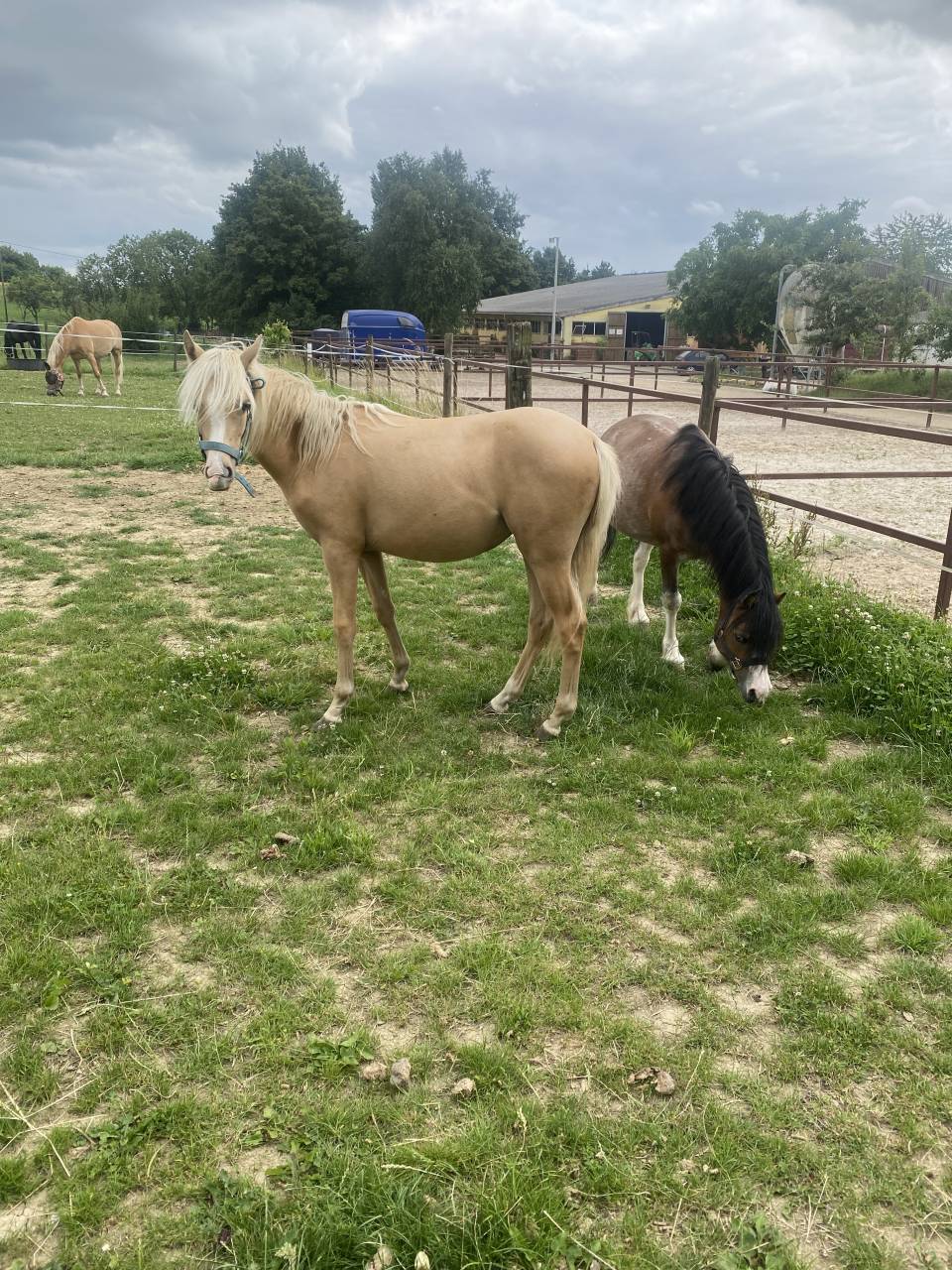 Filly Welsh Pony (Section B) For sale 2024 Palomino