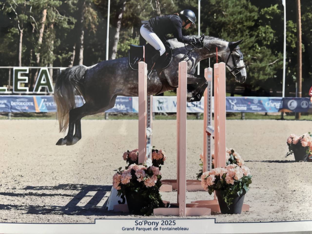 Mare French Saddle Pony For sale 2020 Grey