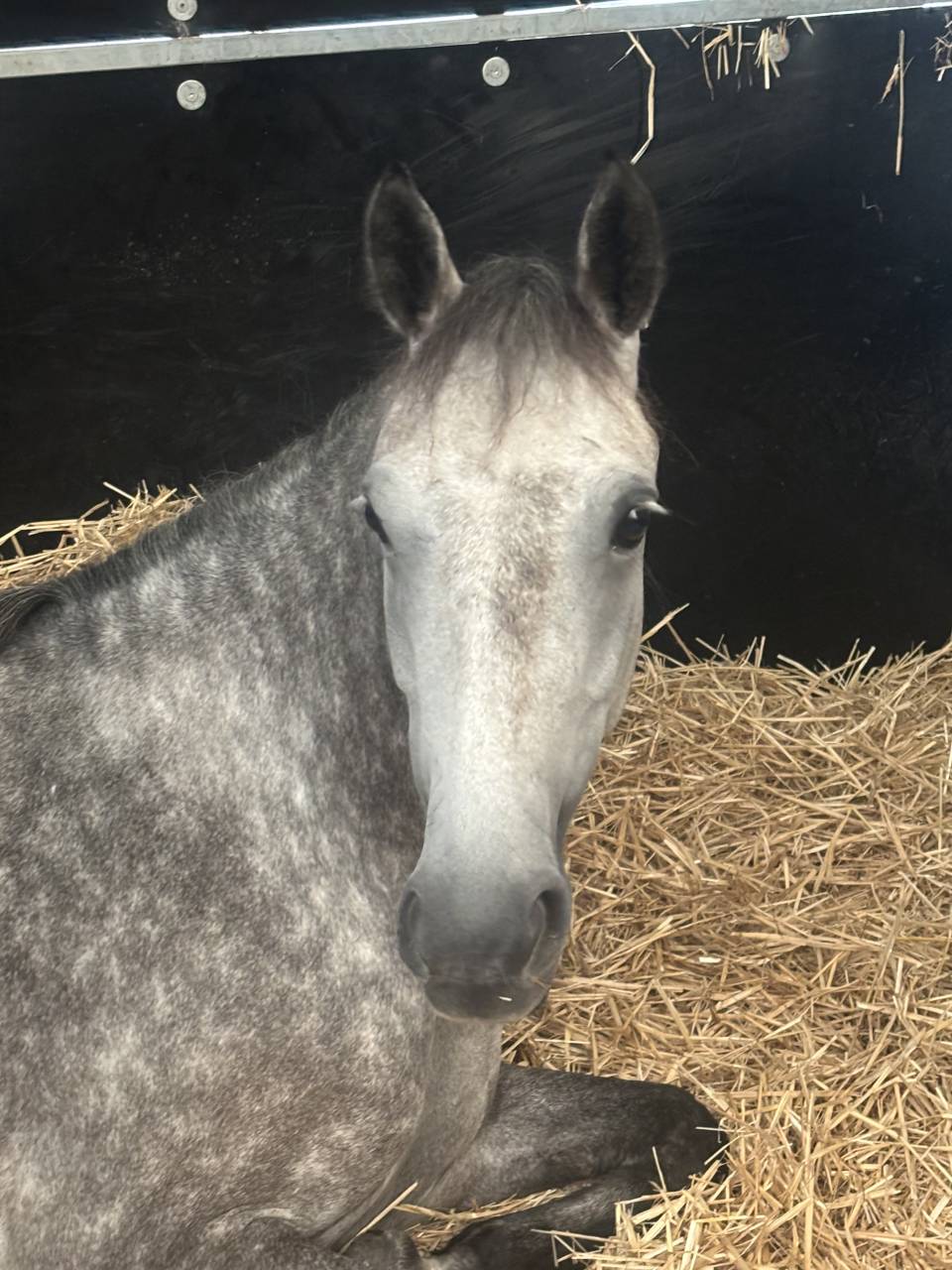 Mare French Saddle Pony For sale 2020 Grey