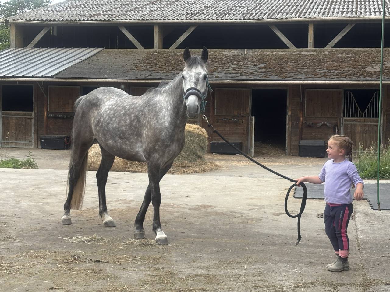 Mare French Saddle Pony For sale 2020 Grey