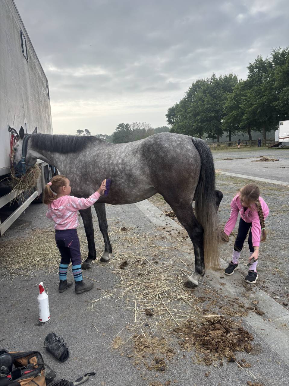 Mare French Saddle Pony For sale 2020 Grey