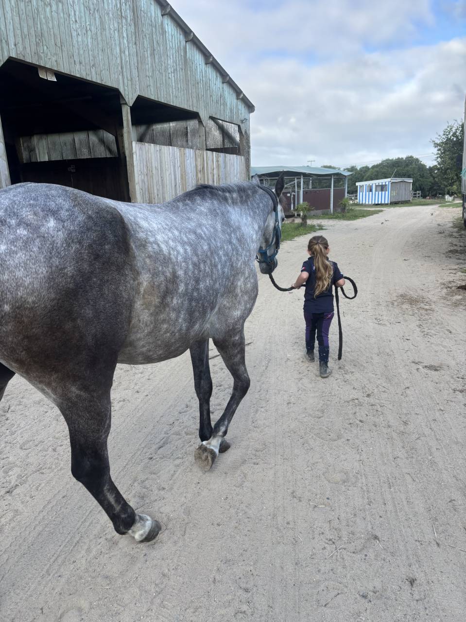 Mare French Saddle Pony For sale 2020 Grey