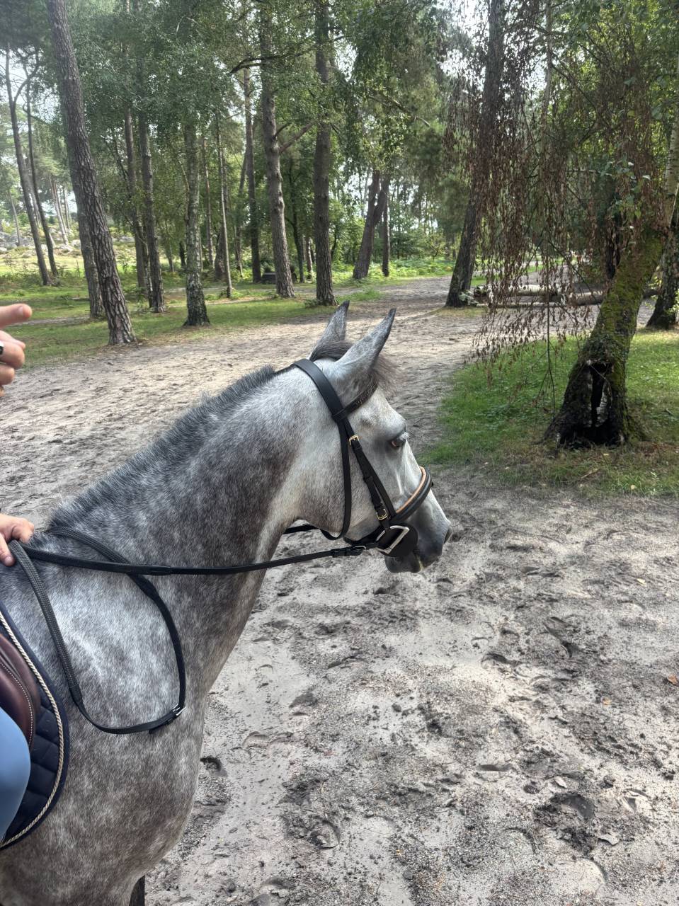 Mare French Saddle Pony For sale 2020 Grey