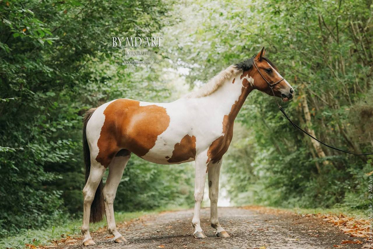 Mare Origin Recorded For sale 2022 Coloured