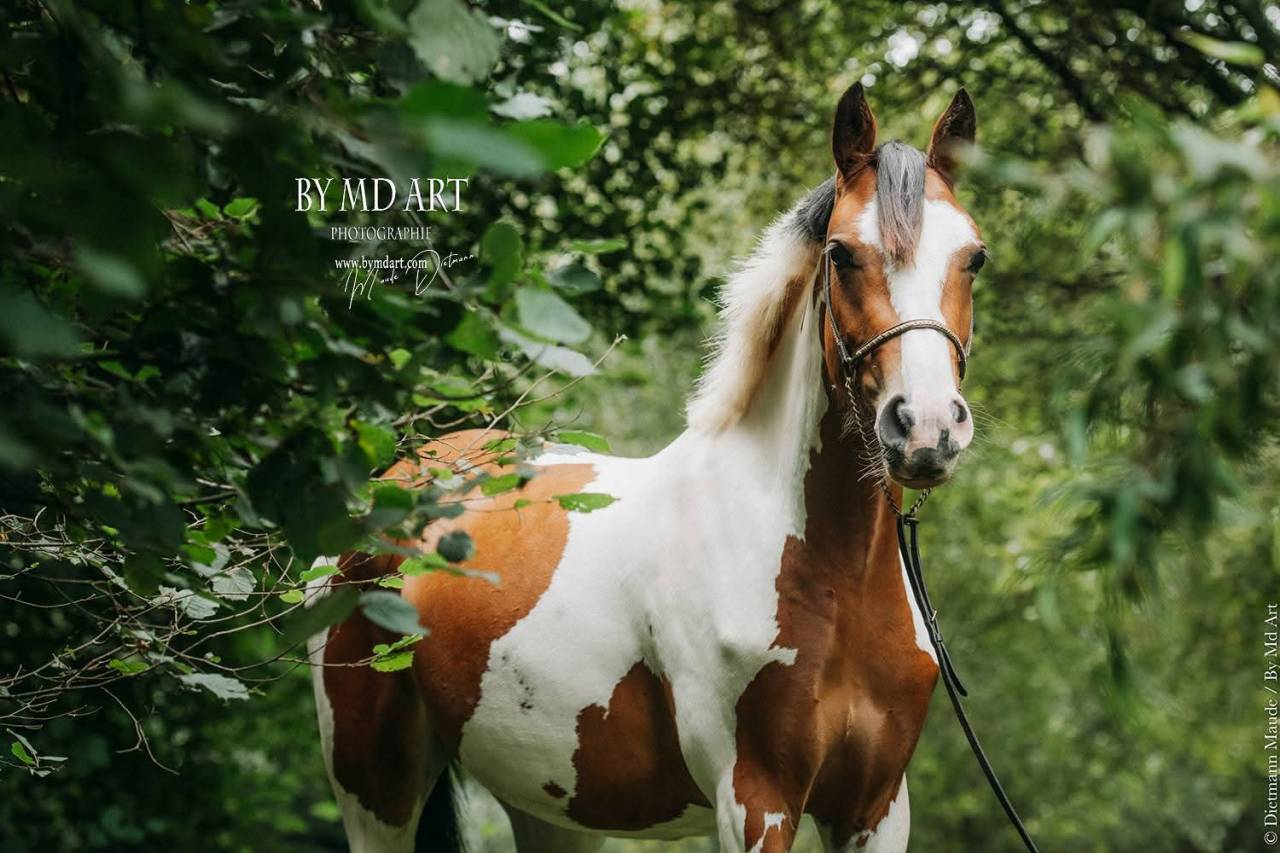 Mare Origin Recorded For sale 2022 Coloured