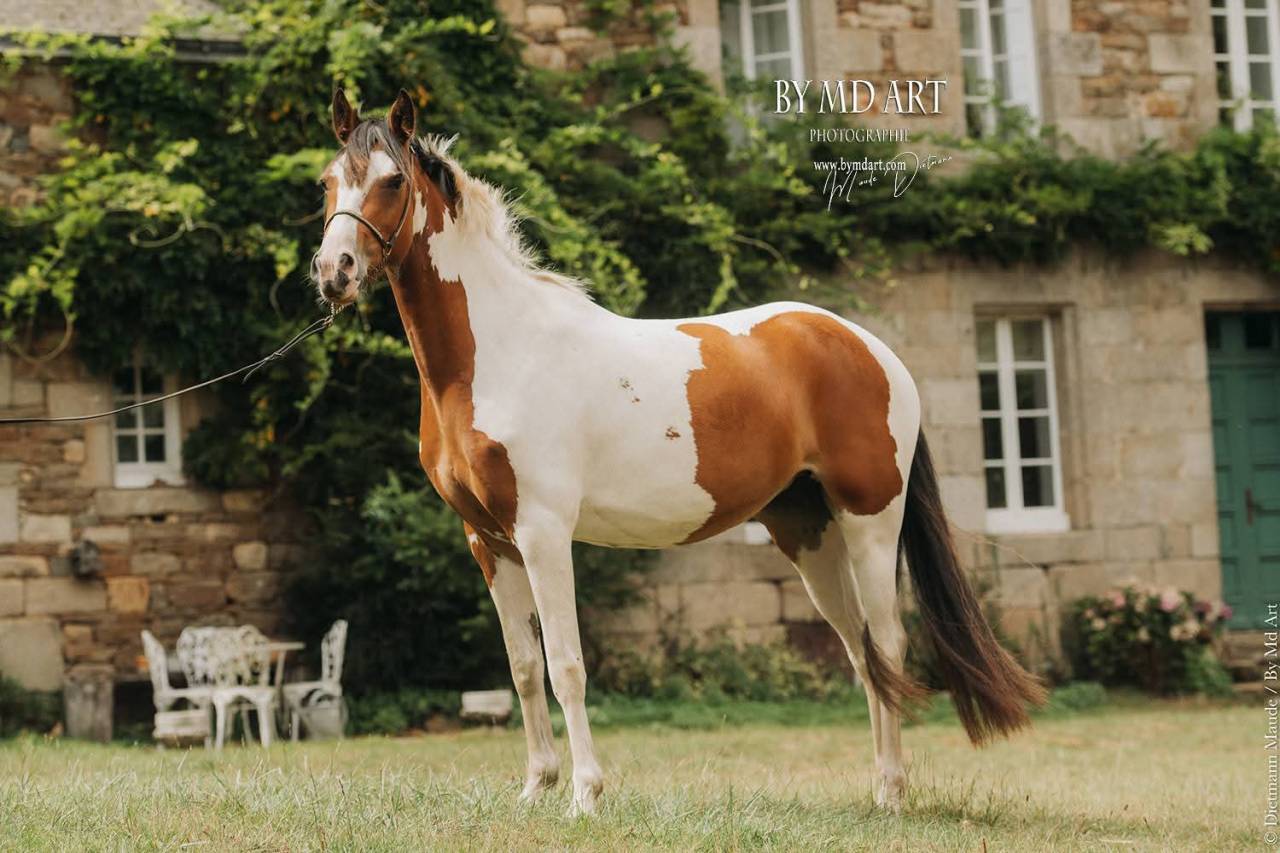 Mare Origin Recorded For sale 2022 Coloured