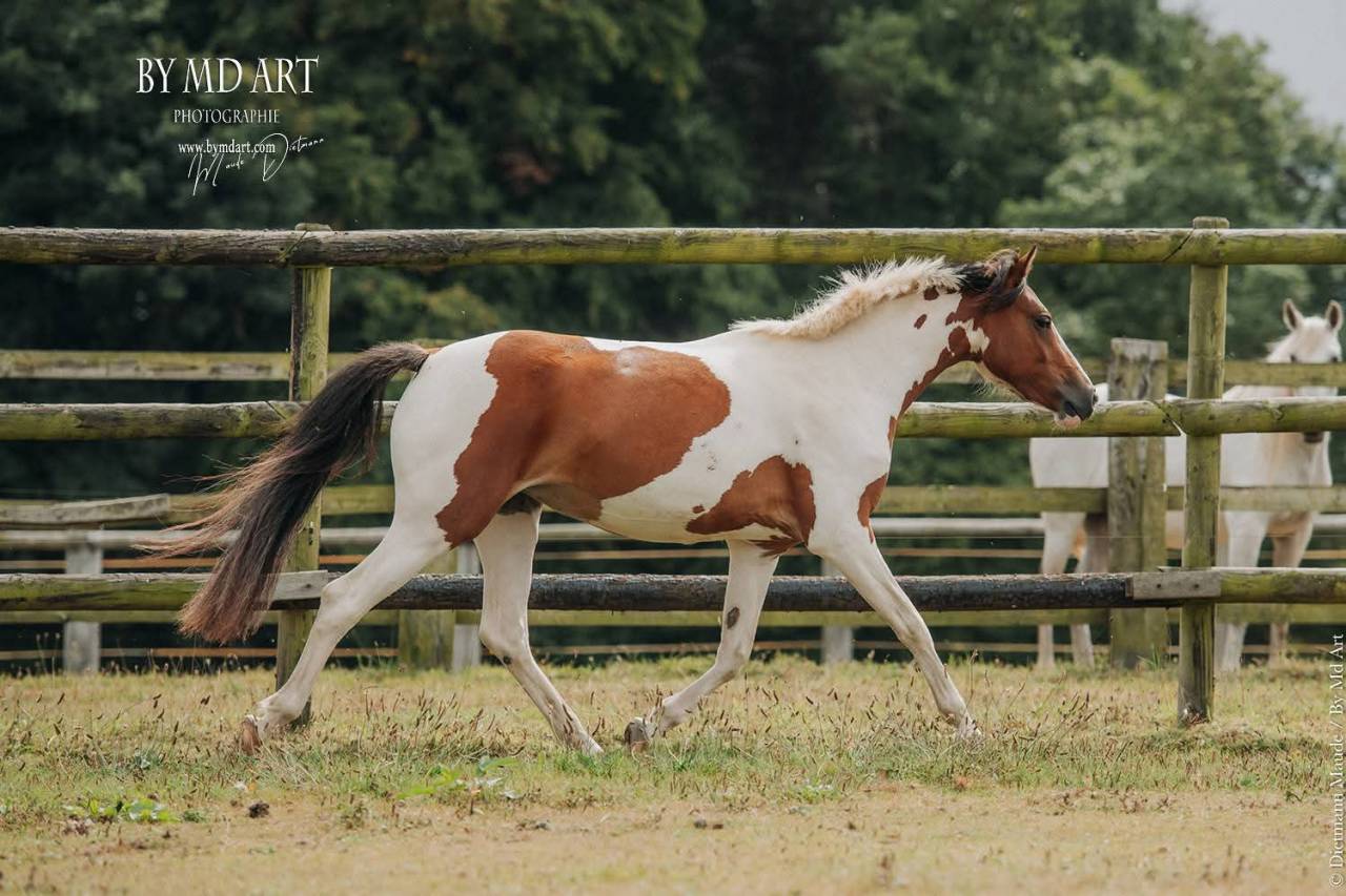 Mare Origin Recorded For sale 2022 Coloured