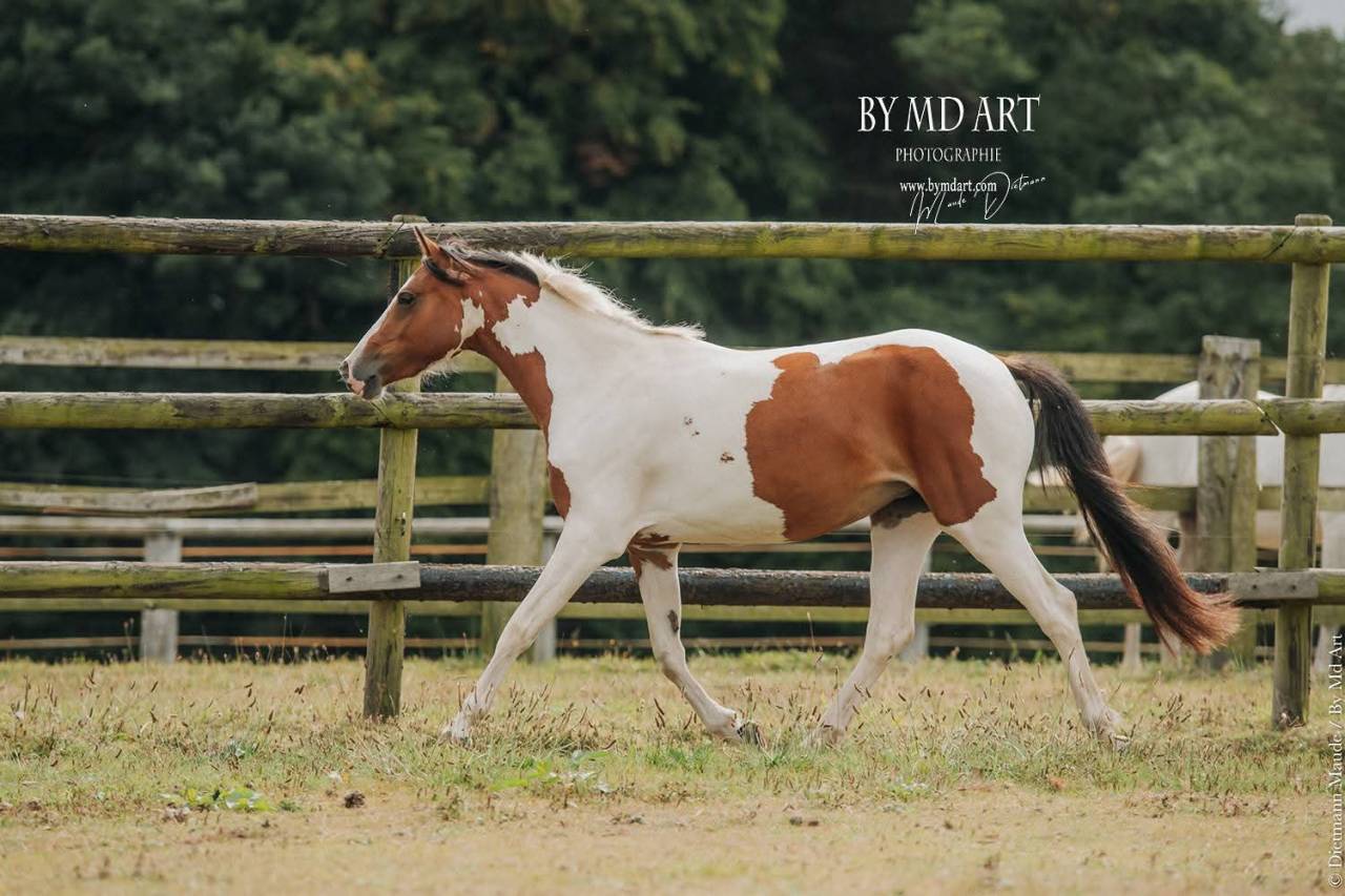 Mare Origin Recorded For sale 2022 Coloured