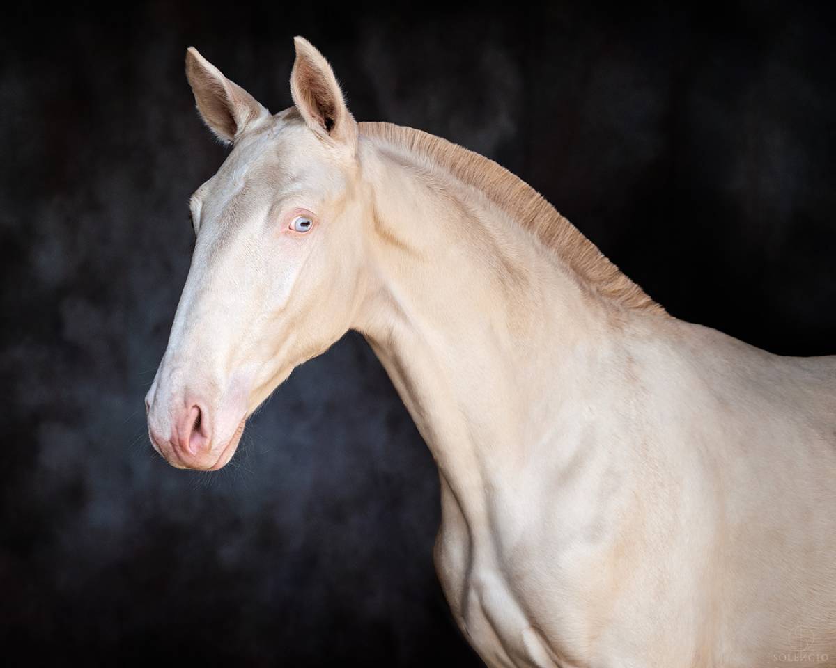 Colt Lusitano For sale 2024 Cream
