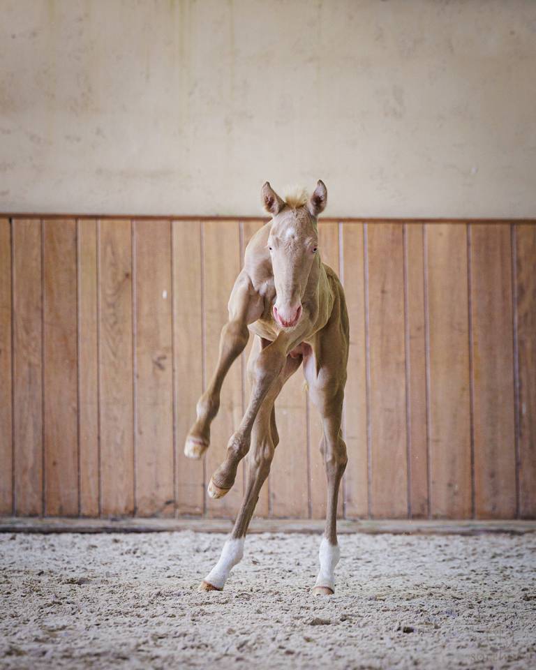 Colt Lusitano For sale 2024 Cream