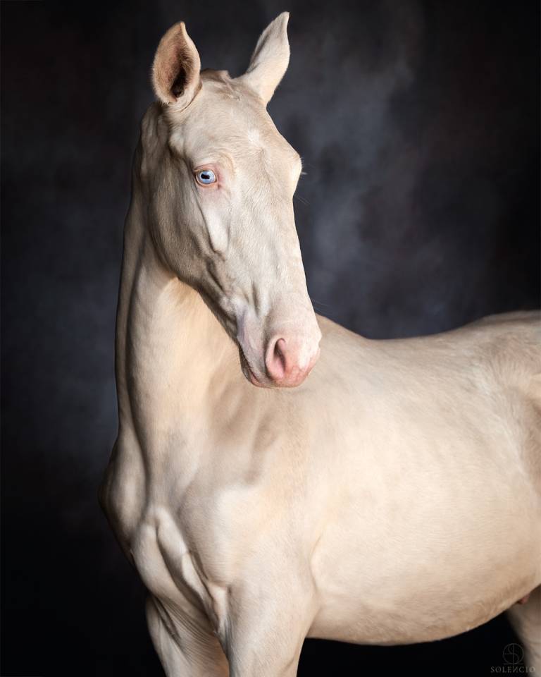 Colt Lusitano For sale 2024 Cream