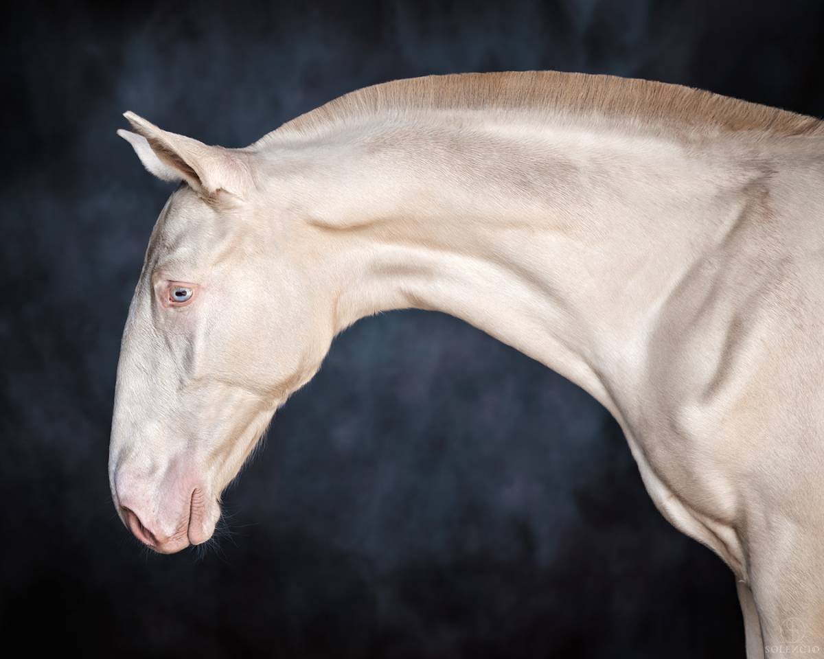 Colt Lusitano For sale 2024 Cream