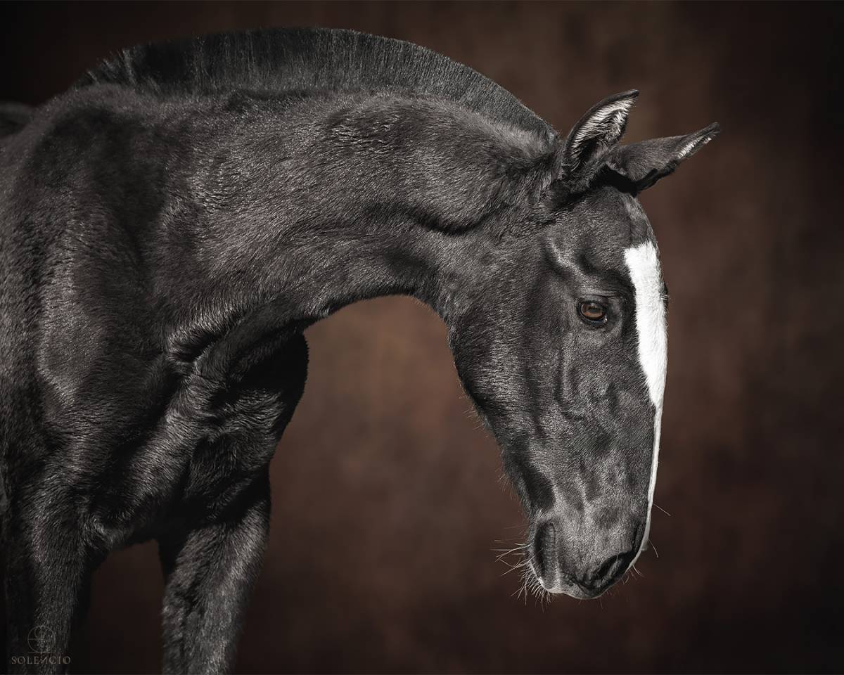 Colt Lusitano For sale 2024 Black