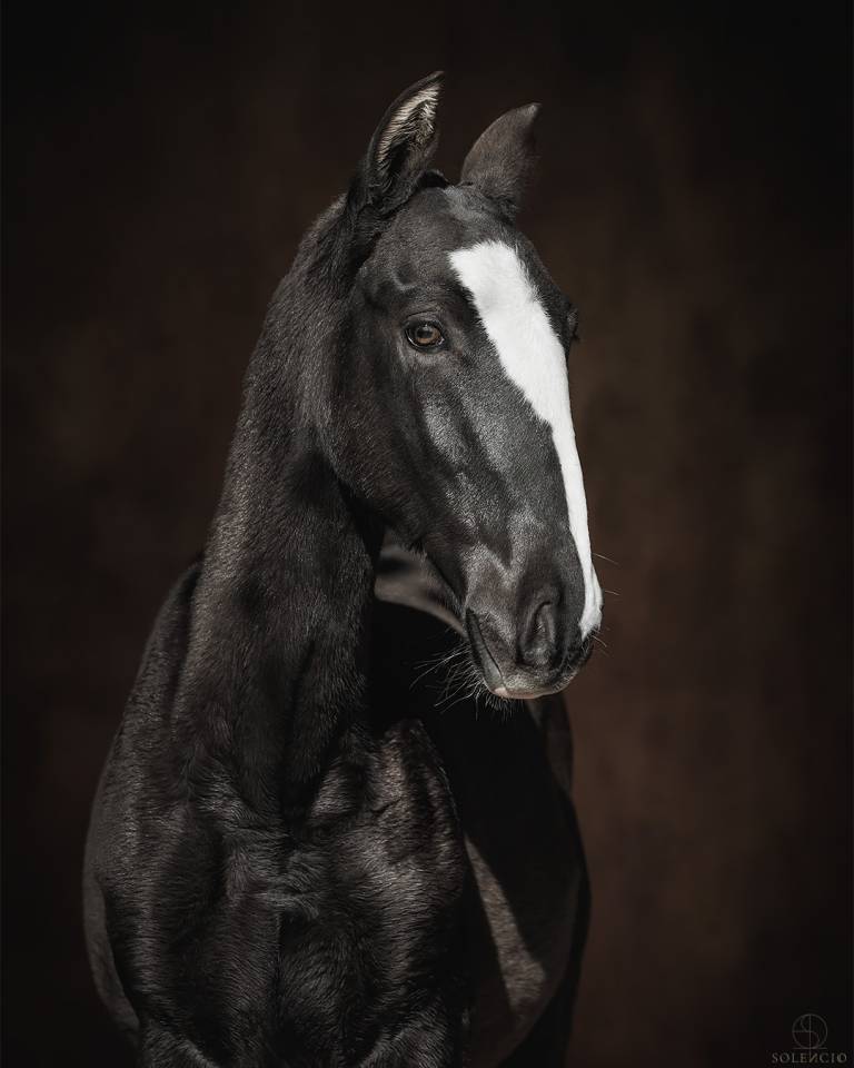 Colt Lusitano For sale 2024 Black