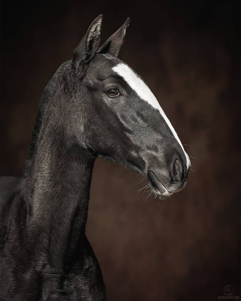 Colt Lusitano For sale 2024 Black