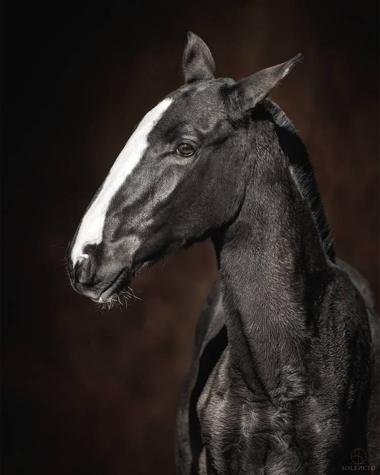 Colt Lusitano For sale 2024 Black