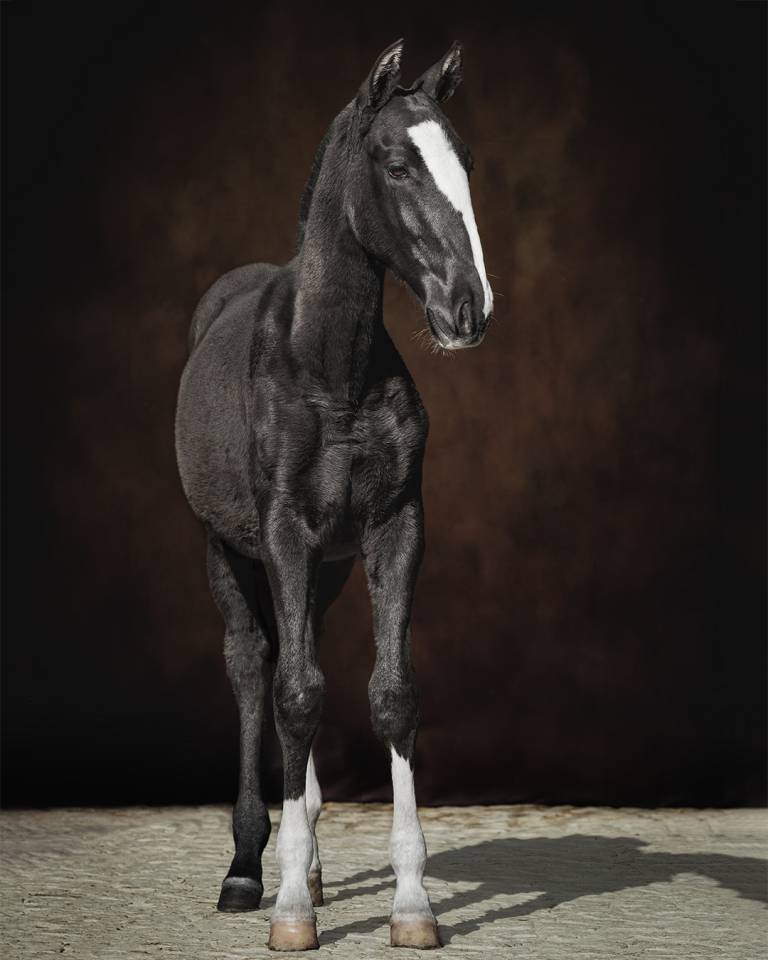 Colt Lusitano For sale 2024 Black
