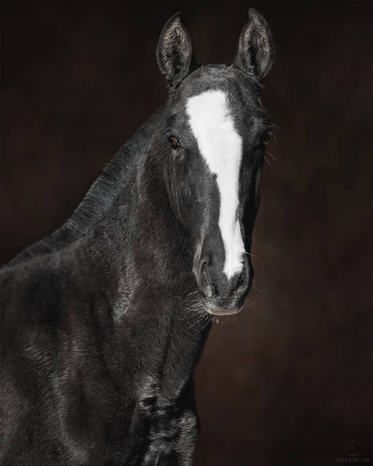 Colt Lusitano For sale 2024 Black