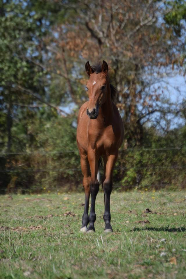 Filly Lusitano For sale 2025 Bay