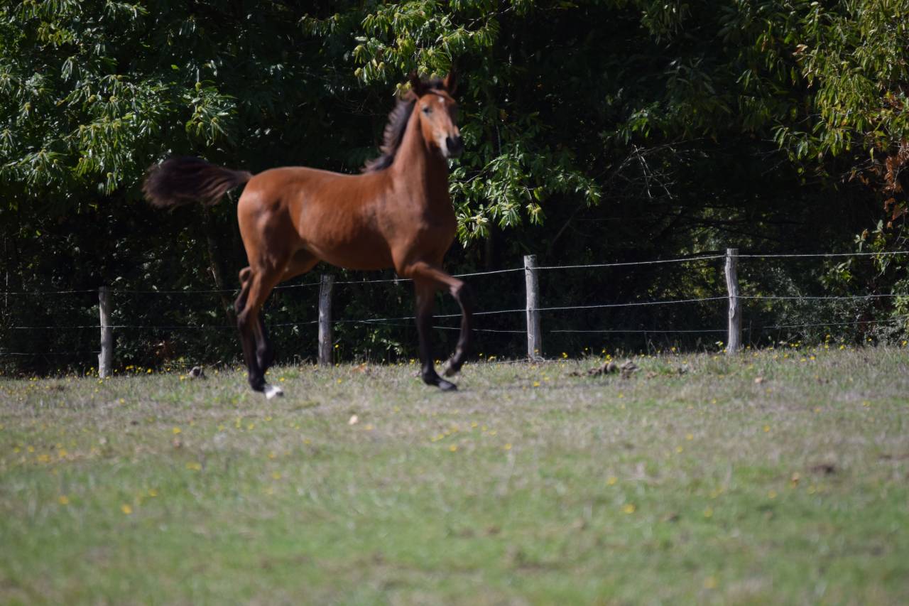 Filly Lusitano For sale 2025 Bay
