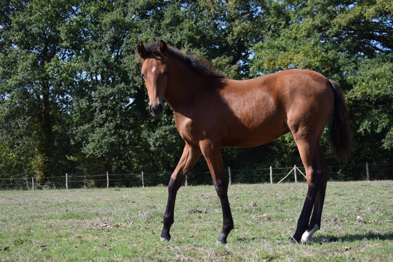 Filly Lusitano For sale 2025 Bay