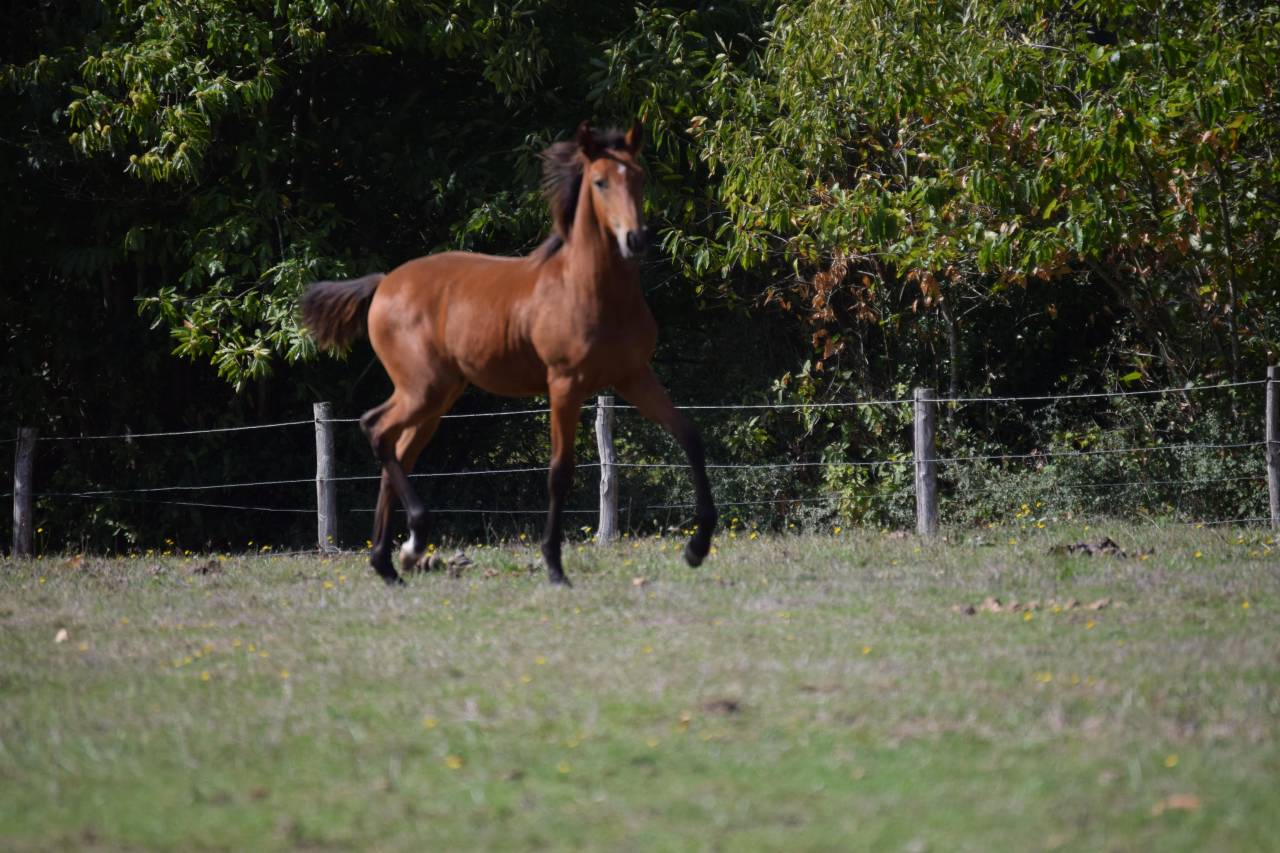 Filly Lusitano For sale 2025 Bay