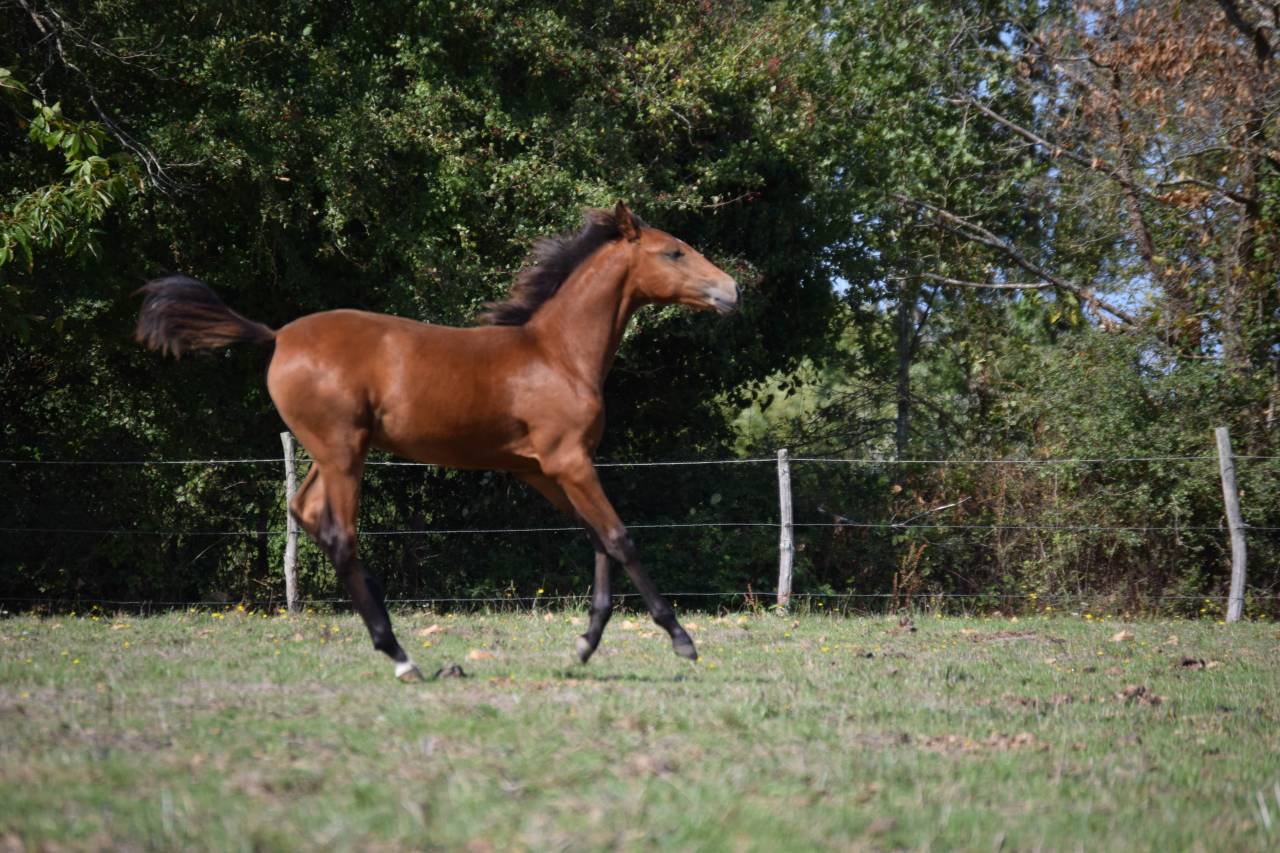 Filly Lusitano For sale 2025 Bay