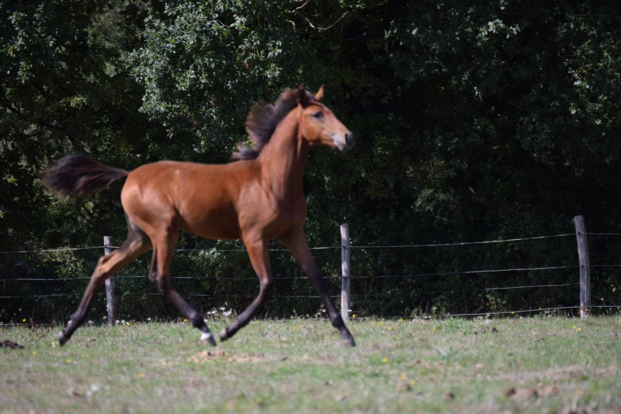 Filly Lusitano For sale 2025 Bay