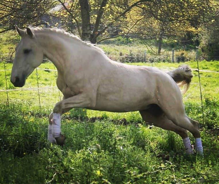 Filly Lusitano For sale 2025 Bay