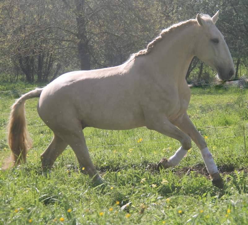 Filly Lusitano For sale 2025 Bay