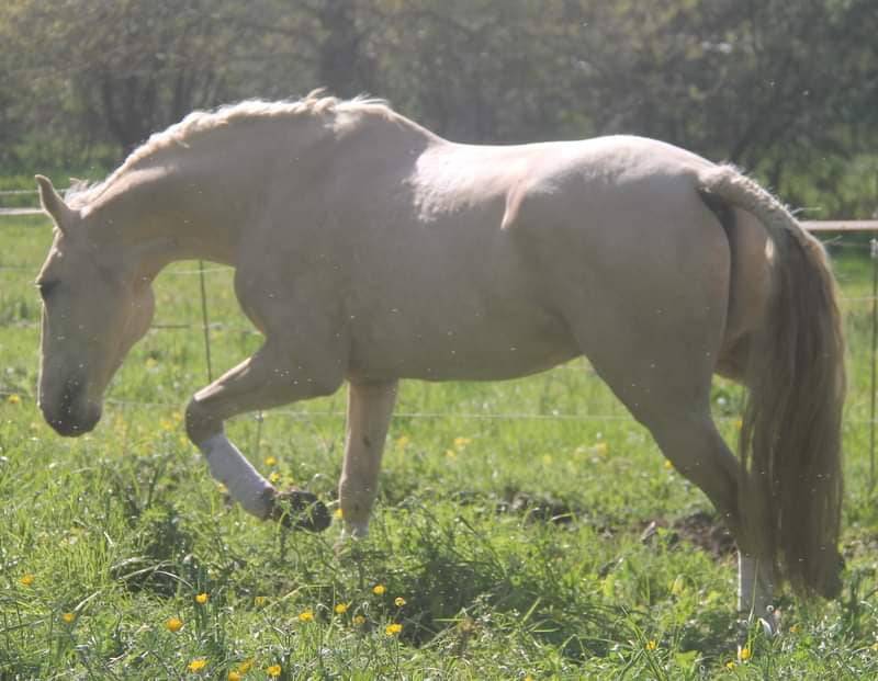 Filly Lusitano For sale 2025 Bay