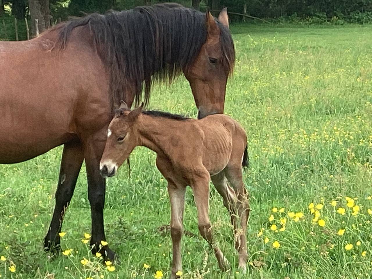Filly Lusitano For sale 2025 Bay