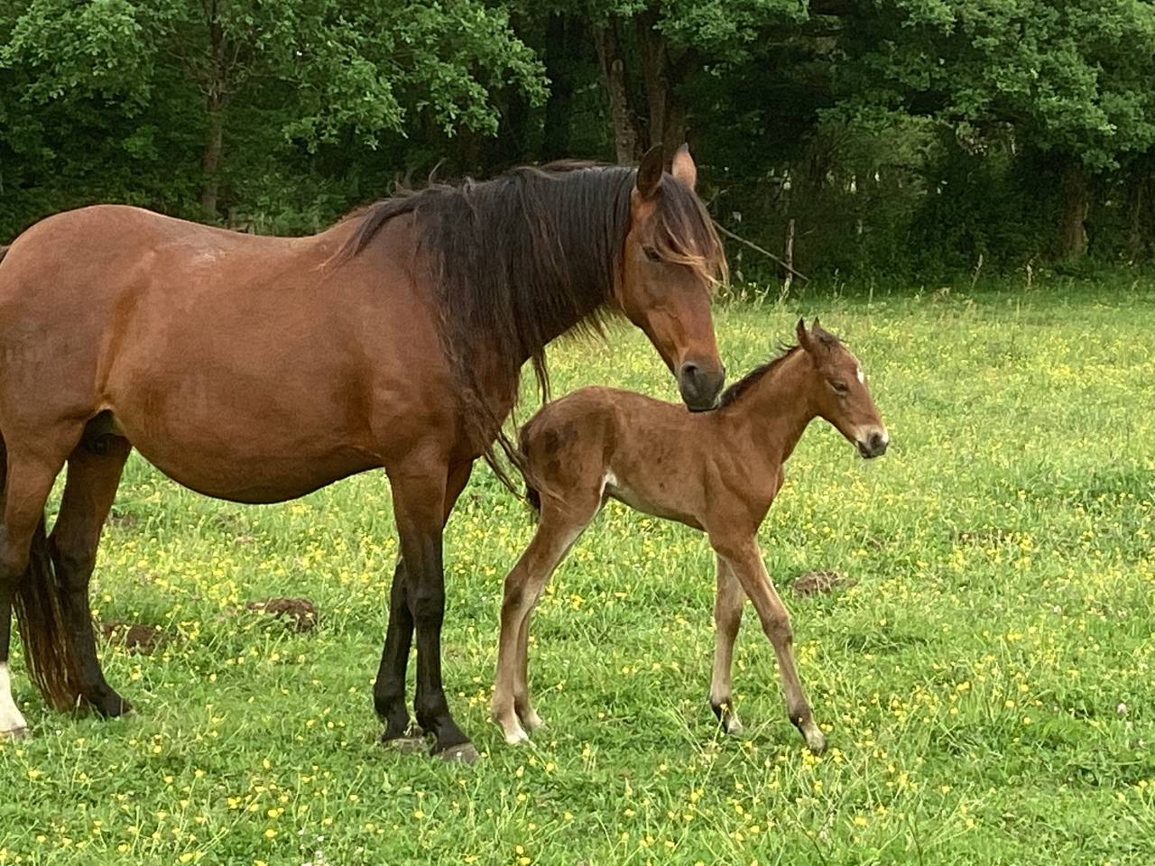 Filly Lusitano For sale 2025 Bay