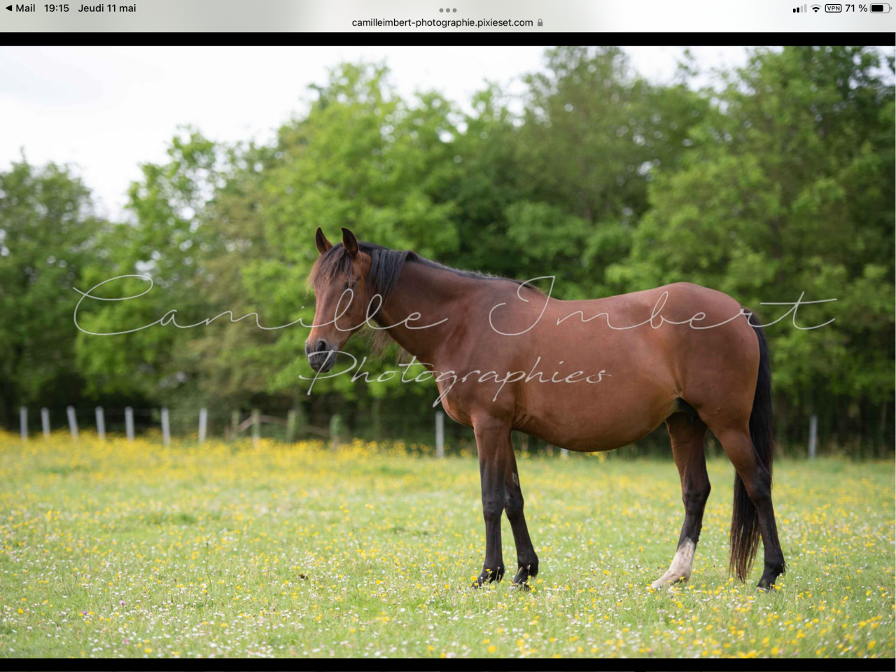 Filly Lusitano For sale 2025 Bay