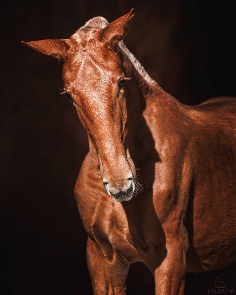 Filly Lusitano For sale 2024 Chesnut