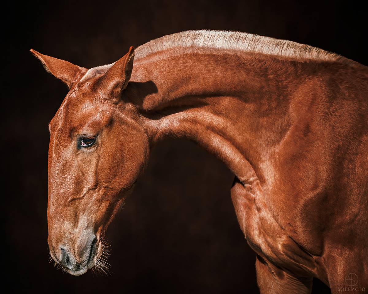 Filly Lusitano For sale 2024 Chesnut