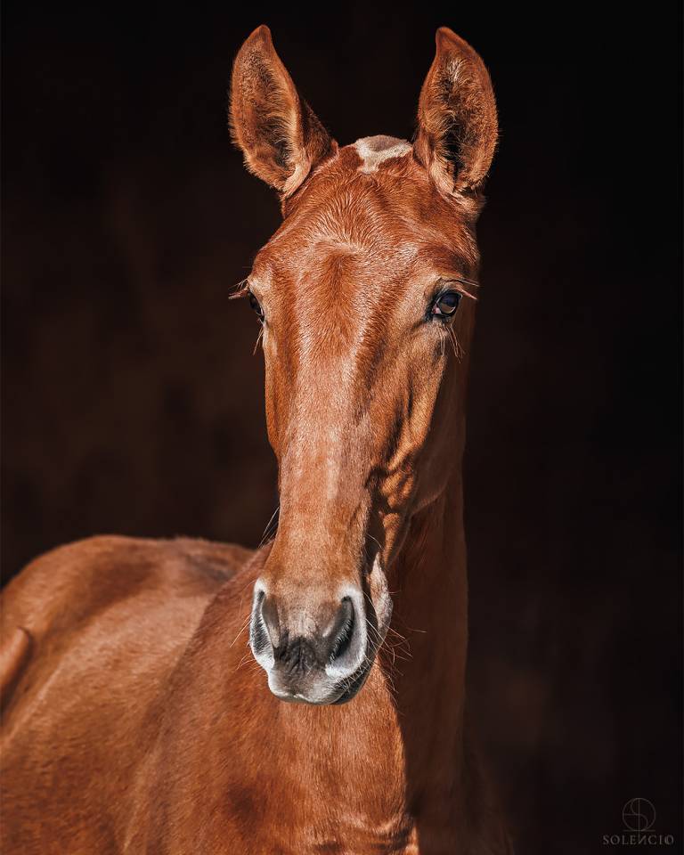 Filly Lusitano For sale 2024 Chesnut