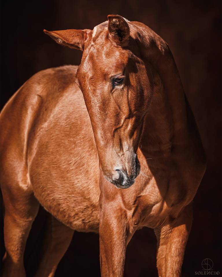 Filly Lusitano For sale 2024 Chesnut