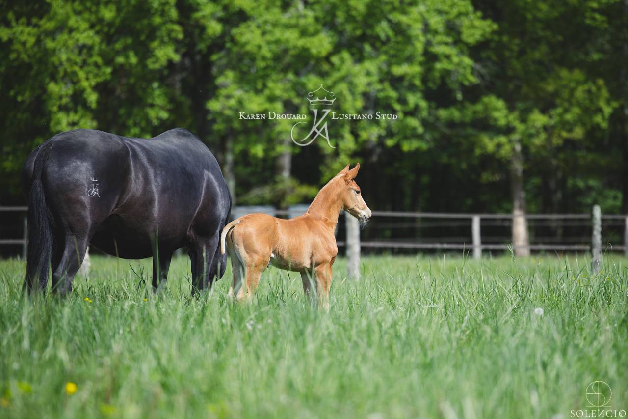 Colt Lusitano For sale 2023 Chesnut